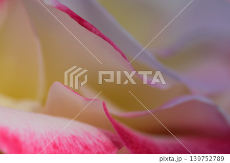 バラの花びらは白色と黄色と赤色 バラの花びらは白色と黄色と赤色 139752789
