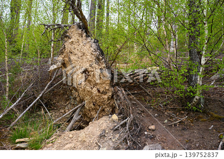 Forest storm damage with uprooted tree and exposed roots Forest storm damage with uprooted tree and exposed roots 139752837