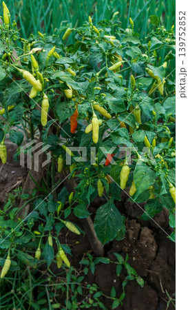 Lush green chili pepper plantation field with organized rows on agricultural farm. 139752852