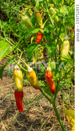 Lush green chili pepper plantation field with organized rows on agricultural farm. 139752853