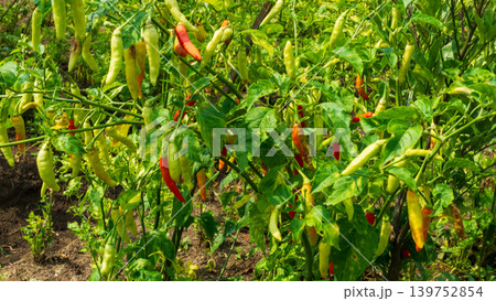Lush green chili pepper plantation field with organized rows on agricultural farm. Lush green chili pepper plantation field with organized rows on agricultural farm. 139752854