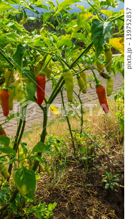 Lush green chili pepper plantation field with organized rows on agricultural farm. Lush green chili pepper plantation field with organized rows on agricultural farm. 139752857