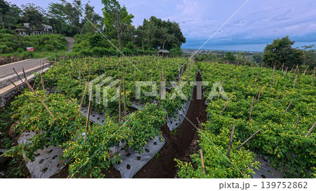 Lush green chili pepper plantation field with organized rows on agricultural farm. Lush green chili pepper plantation field with organized rows on agricultural farm. 139752862
