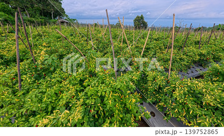Lush green chili pepper plantation field with organized rows on agricultural farm. Lush green chili pepper plantation field with organized rows on agricultural farm. 139752865