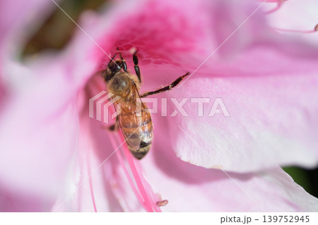 花の蜜を吸うミツバチ 花の蜜を吸うミツバチ 139752945