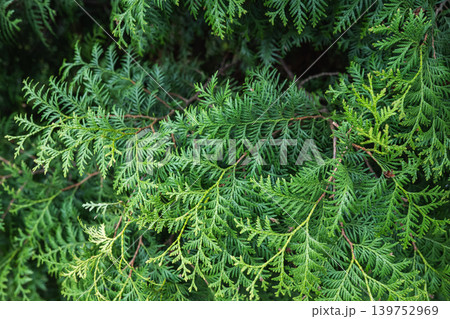 Green thuja branches close up natural evergreen texture background Green thuja branches close up natural evergreen texture background 139752969
