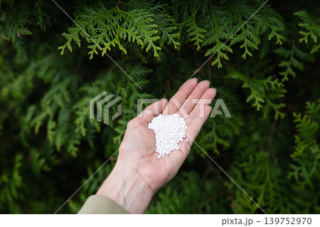 Hand holding fertilizer granules near green thuja branches Hand holding fertilizer granules near green thuja branches 139752970