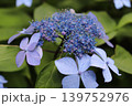 梅雨の深縹、紫陽花 139752976