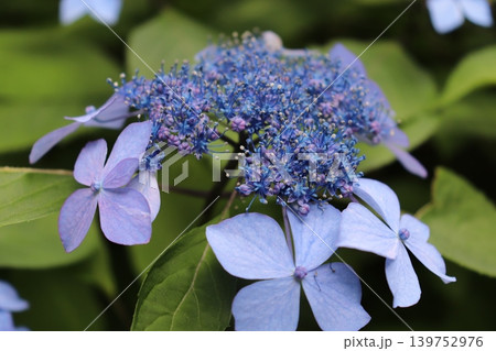 梅雨の深縹、紫陽花 梅雨の深縹、紫陽花 139752976