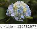 梅雨の蟹鳥染、紫陽花 139752977