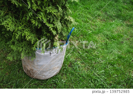 Thuja tree in planting bag on green lawn before landscaping Thuja tree in planting bag on green lawn before landscaping 139752985