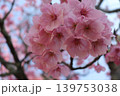 見上げた風景、桜色 139753038