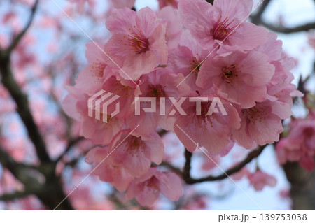 見上げた風景、桜色 見上げた風景、桜色 139753038
