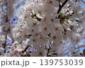 満開になった桜の花、見上げた先は薄桃色 139753039