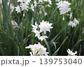水仙、野に咲く白 139753040