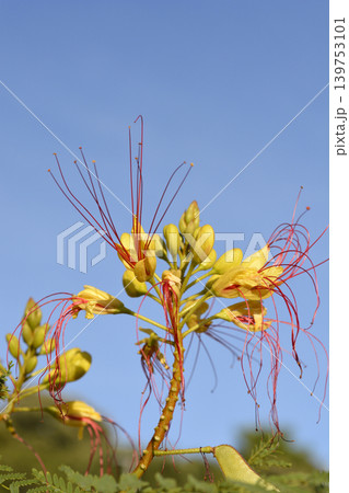 Bird of paradise Bird of paradise 139753101