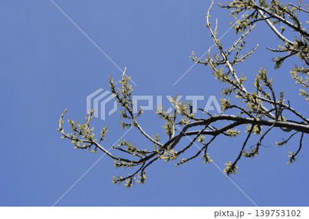 Common ash 139753102
