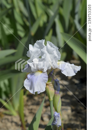 Intermediate Bearded Iris Antarctique Flower in Bloom Intermediate Bearded Iris Antarctique Flower in Bloom 139753103