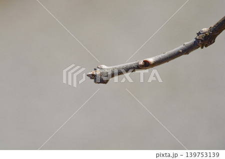Fringetree branch 139753139
