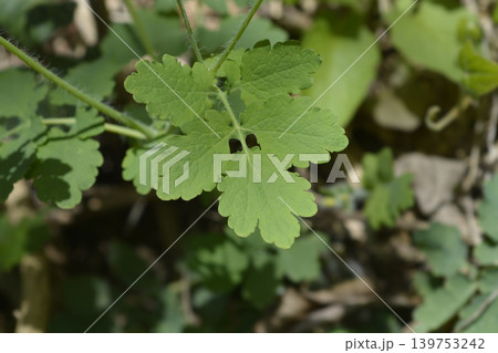 Green lobed leaves of greater celandine in nature 139753242