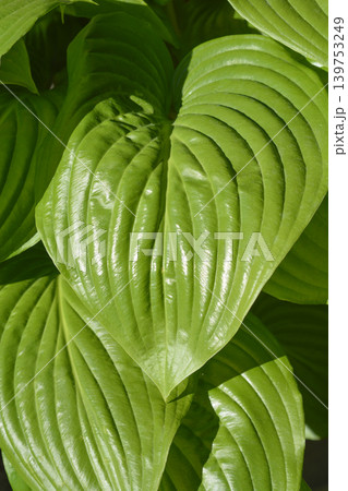 Fragrant plantain lily Fragrant plantain lily 139753249