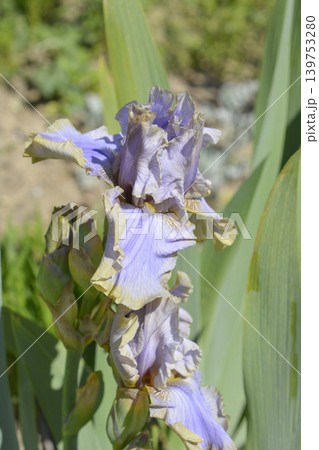 Evening Mist Tall Bearded Iris Flower Evening Mist Tall Bearded Iris Flower 139753280