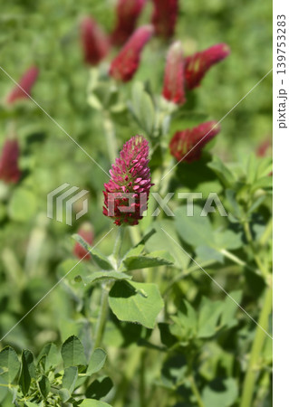 Crimson Clover Flowers in a Green Field Crimson Clover Flowers in a Green Field 139753283