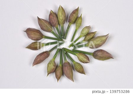 Chive Flower Buds Arranged in a Circle Chive Flower Buds Arranged in a Circle 139753286