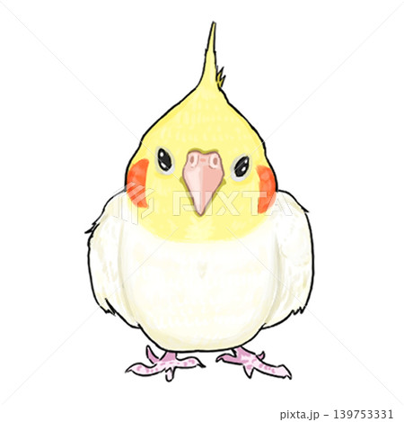 オカメインコ オカメインコ 139753331