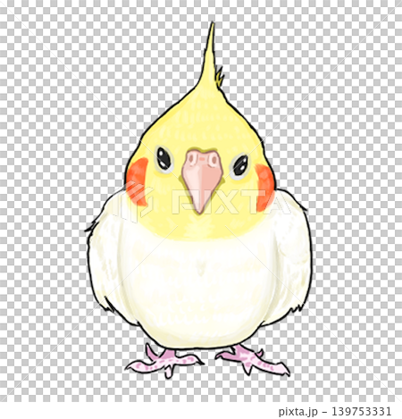 玄鳳鸚鵡 139753331