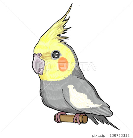 オカメインコ 139753332