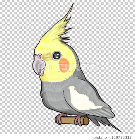 オカメインコ 139753332