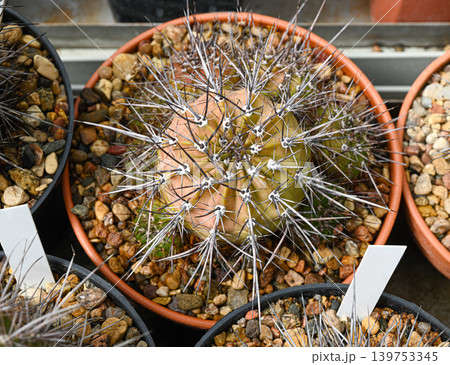 Copiapoa megarhiza cactus Copiapoa megarhiza cactus 139753345