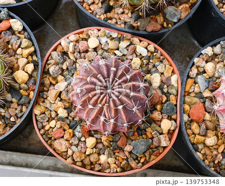 The ancistrophora cactus is a spherical succulent 139753348