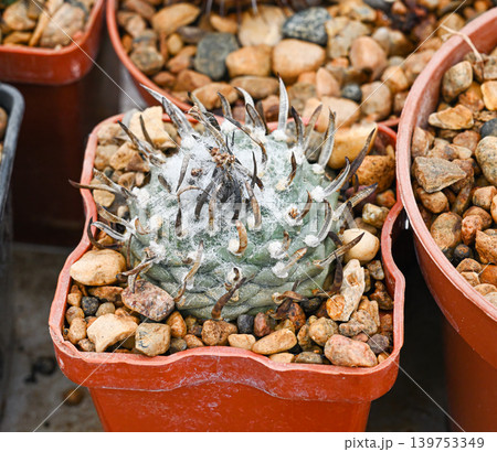 Turbinicarpus cactus, a spherical succulent with thick white fur Turbinicarpus cactus, a spherical succulent with thick white fur 139753349