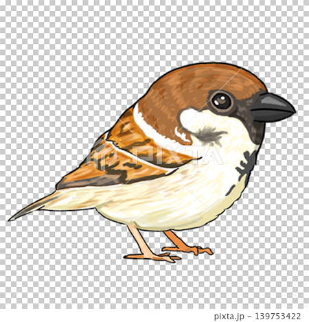 Sparrow Sparrow 139753422