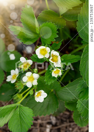 Blooming strawberry plant with white flowers on garden mulch Blooming strawberry plant with white flowers on garden mulch 139753697