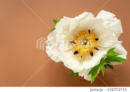 Elegant white peony bloom with green leaves on bronze backdrop 139753714