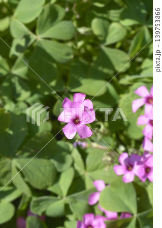 Pink sorrel flowers with green leaves Pink sorrel flowers with green leaves 139753866