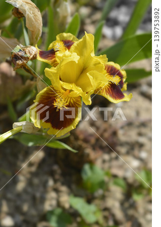 Close-up of Standard Dwarf Bearded Iris Ultimate Close-up of Standard Dwarf Bearded Iris Ultimate 139753892