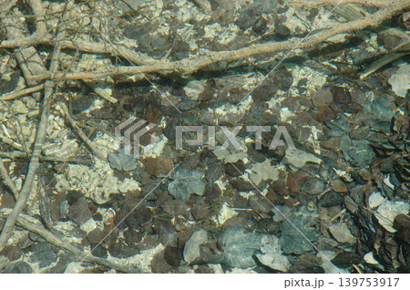Submerged Grey and Brown Leaves Submerged Grey and Brown Leaves 139753917