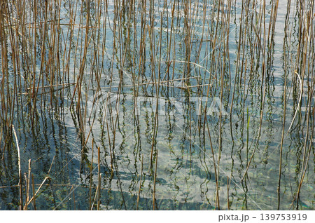 Dry Reeds in Clear Turquoise Water Dry Reeds in Clear Turquoise Water 139753919