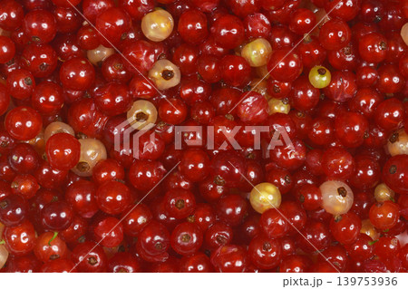 Red and white currants Red and white currants 139753936