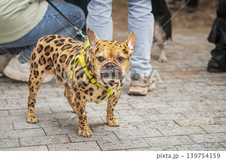 French bulldog with dyed leopard pattern stands on leash, city dog event. Concept of dog grooming risks, pet dye safety, skin sensitivity, salon care and veterinary warning 139754159