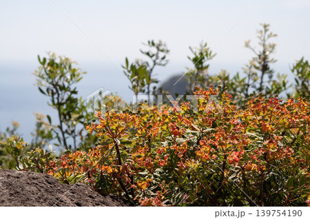 Summer Flowering Fireglow Spurge Euphorbia griffithii Fireglow in a Garden at Capri at Italy Summer Flowering Fireglow Spurge Euphorbia griffithii Fireglow in a Garden at Capri at Italy 139754190