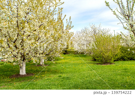 Spring orchard with white blossoming trees and green lawn dotted with dandelion Spring orchard with white blossoming trees and green lawn dotted with dandelion 139754222