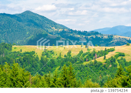 agricultural field on hillside in mountains near village. high noon summer day. green carpathian mountain landscape. narrow view. organic farmland beauty. remote alpine highland 139754234