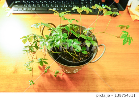 デスクの上で育つ小さな観葉植物 デスクの上で育つ小さな観葉植物 139754311