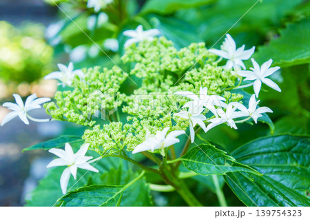 初夏の木陰に咲く白いガクアジサイの群れ 139754323