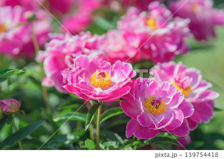 Pink peony flowers bloom in garden with yellow stamens, green leaves, sunlight, blur, peony flowers for cards, cosmetics, wedding media. Natural background for spring marketing, poster 139754418